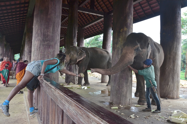 Monks can be seen visiting the elephants behind Hannah (traveller) as she stretches to feed one of the elephants